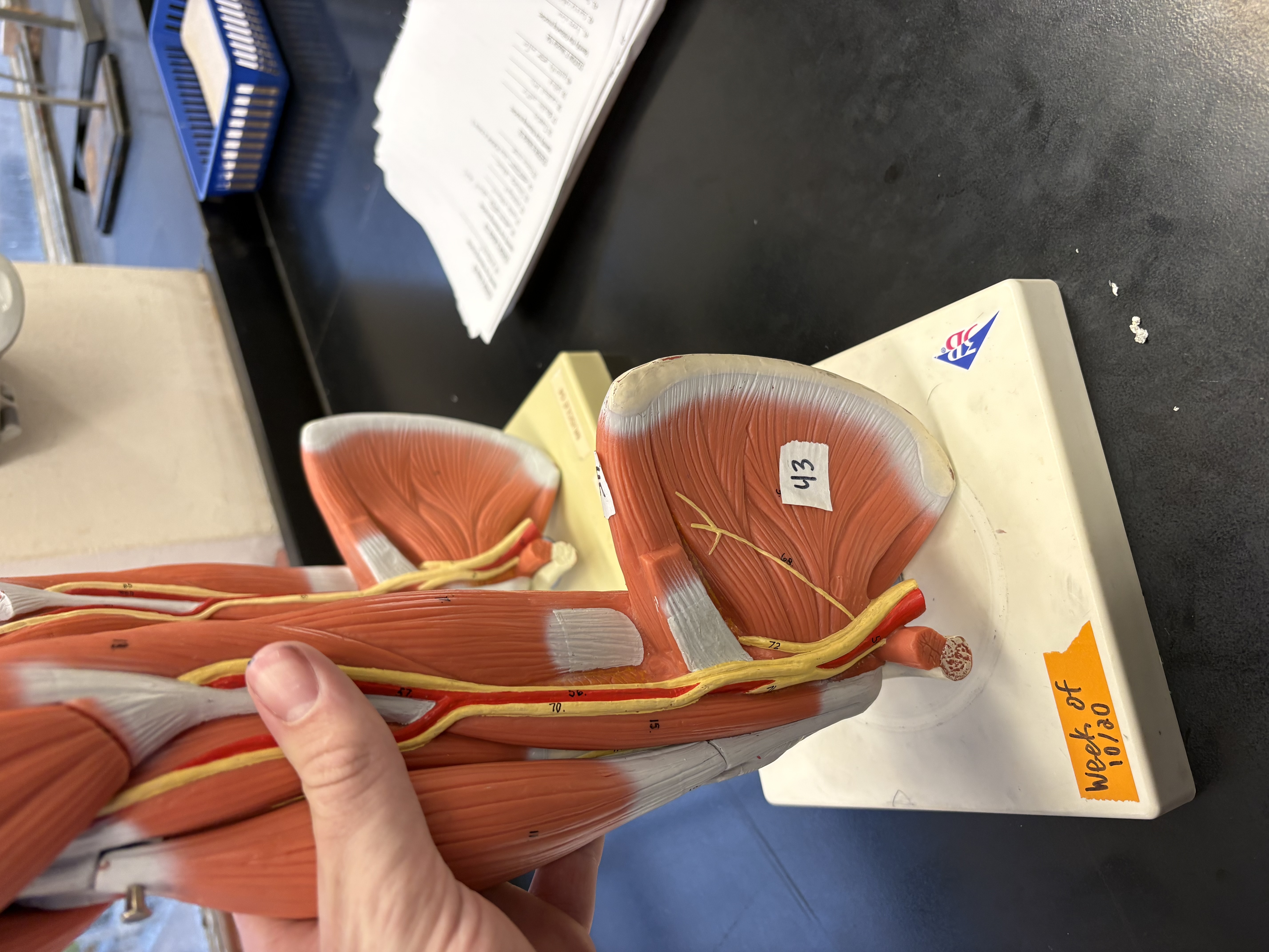 <p>rotates arm medially 43</p>