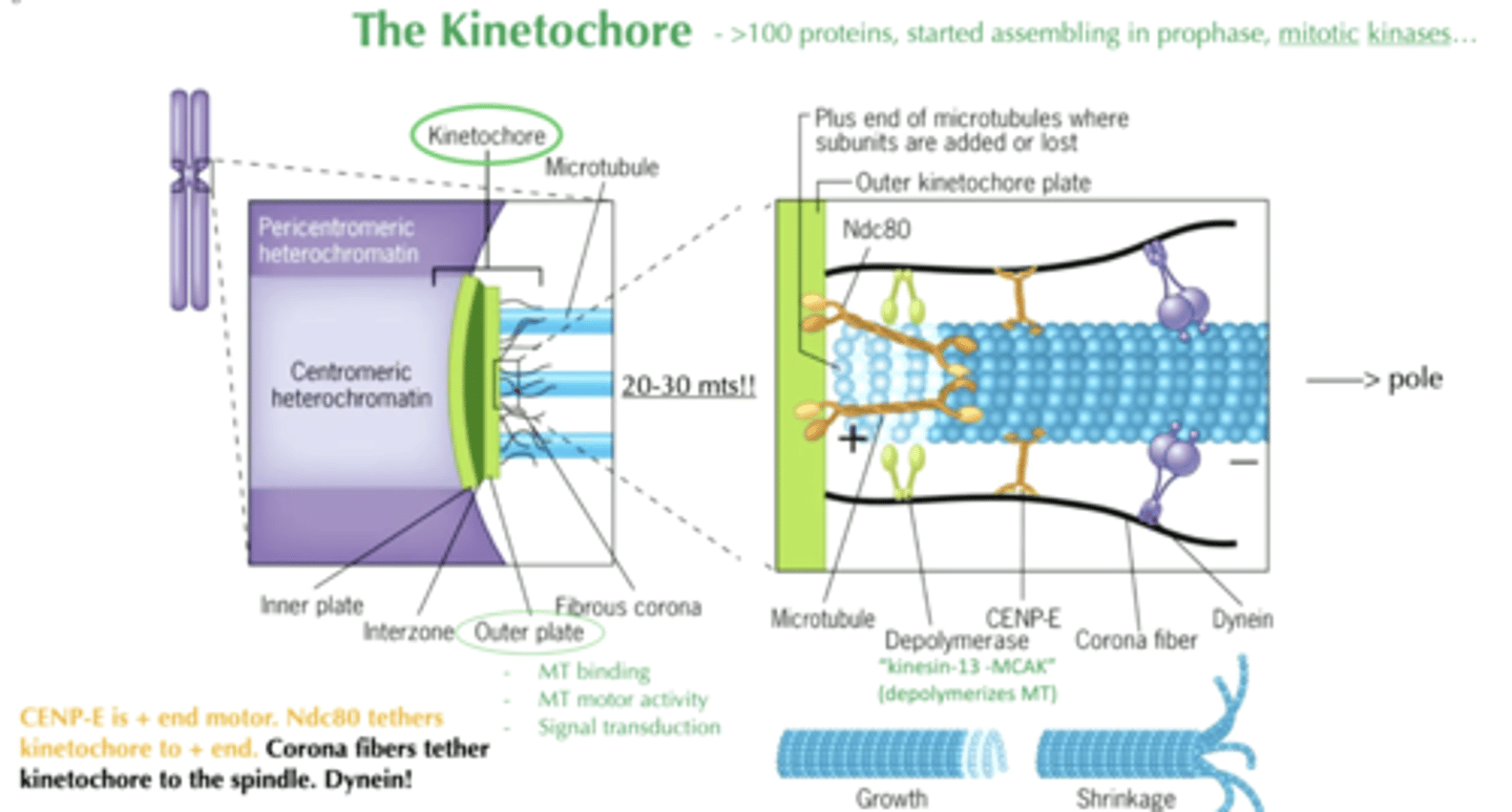 <p>- MT binding</p><p>- MT motor activity</p><p>- signal transduction</p>