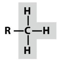 <p>alkanes r-ch3</p>