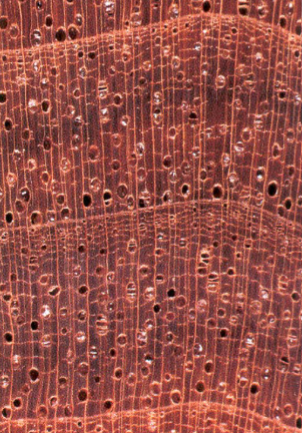 <p>What species is this?</p>