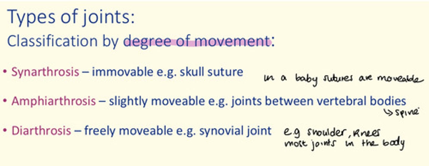 <p>Amphiarthrosis = slightly moveable e.g., joints between vertebral bodies (spine)</p>
