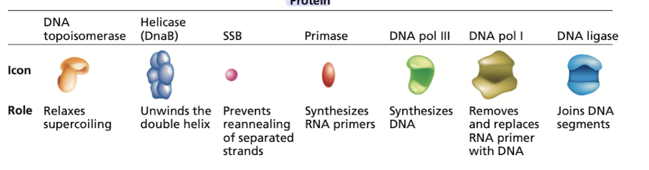 <p>Many of these proteins are part of the “replisome” - complex of proteins at each <strong><em>replication fork </em></strong></p><ul><li><p>2 DNAP III - one for <strong><em>leading, </em></strong>one for <strong><em>lagging </em></strong></p></li></ul>