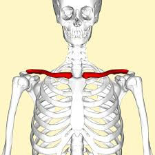 <p>S-shaped collarbone connecting the sternum to the scapula; holds the scapula in place and helps support the shoulder. It acts as a strut to stabilize the shoulder and allows for movement of the arm. </p>
