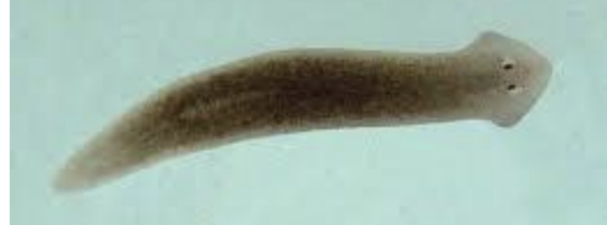 <p>known as “flatworms”,</p><p>*bilateral</p><p>*no coelom</p><p>*flat and unsegmented,</p><p><em>*</em>incomplete digestive system; one opening, no circulatory or respiratorary systems. they have cephalization.</p>