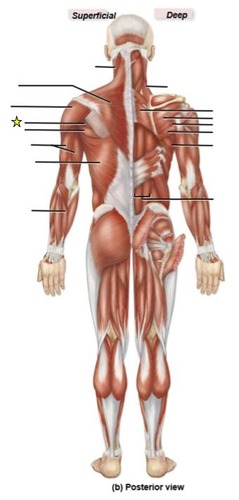 <p>identify the muscle</p>