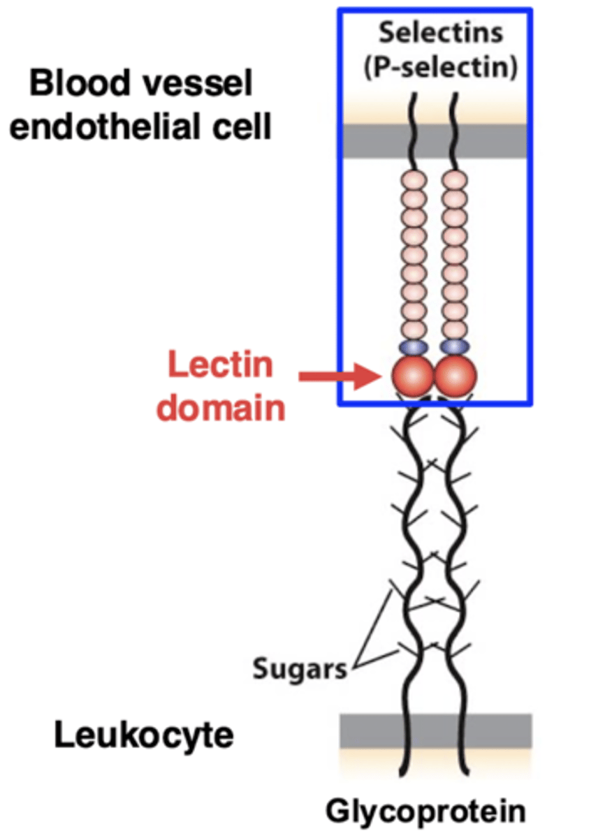 <p>cell rolling is mediated by loose adhesion</p><p>P-selectin (a protein with a "lectin" domain that binds sugars) is on the surface of the cells lining the blood vessel</p><p>selectins bind to the sugar residues of the glycoproteins</p><p>this binding is weak, so it allows the rolling of the leukocytes along the surface of the blood vessel</p>