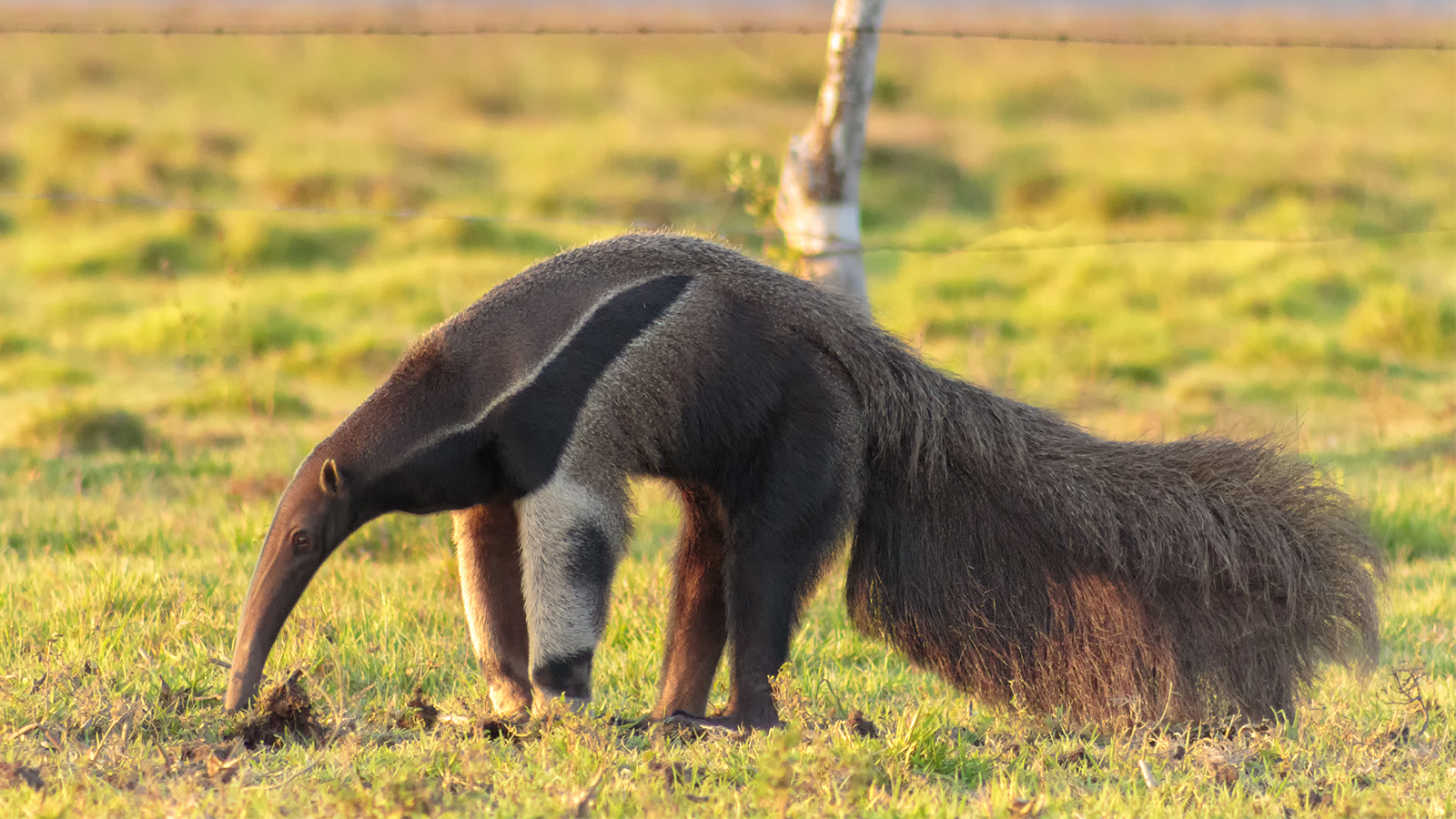 <p>Anteater family; order Pilosa</p>