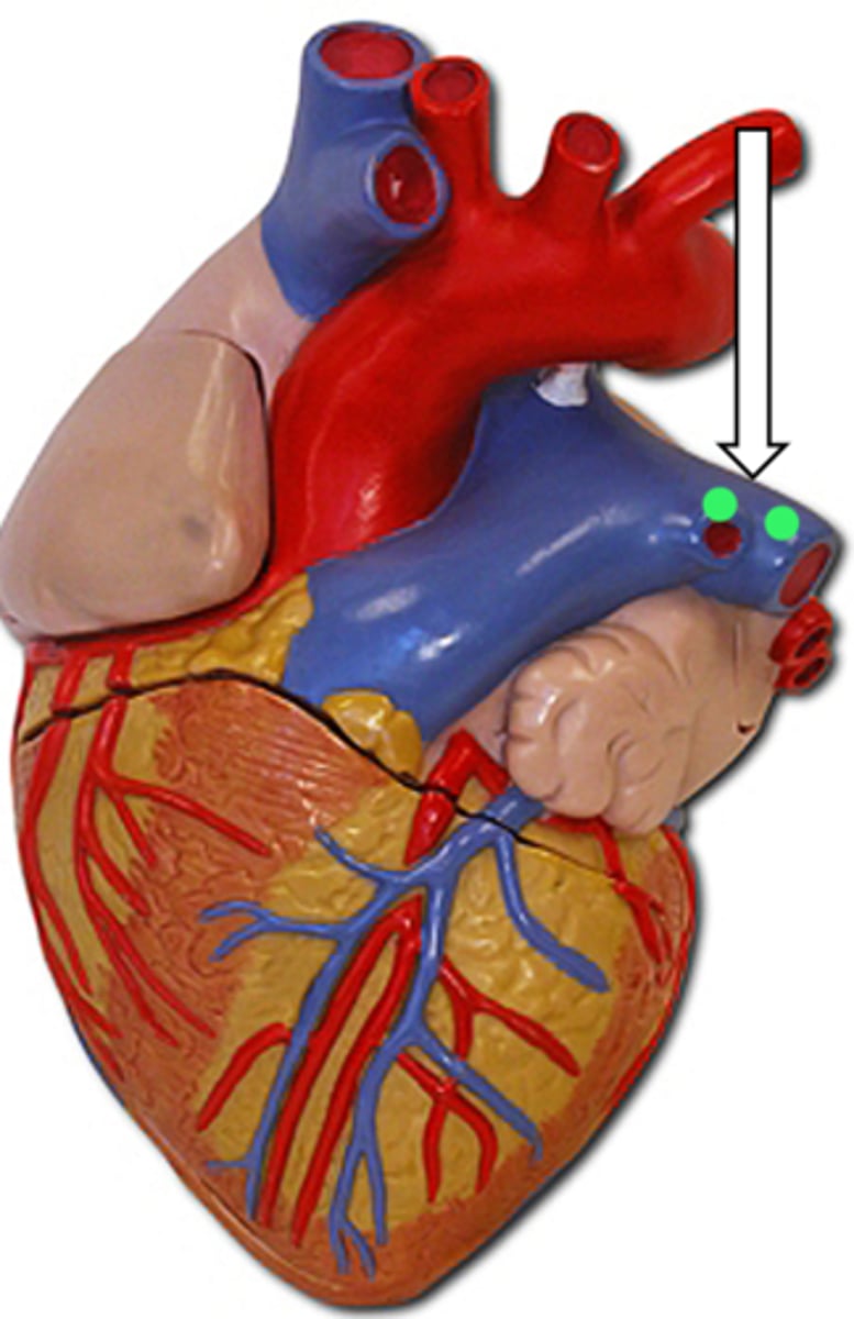 <p>name the structure</p>