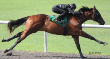 <p><span style="color: rgb(9, 9, 9);"><span>Origin: England</span></span><span style="color: rgb(9, 9, 9);"><br></span><span style="color: rgb(9, 9, 9);"><span>Color: Any</span></span><span style="color: rgb(9, 9, 9);"><br></span><span style="color: rgb(9, 9, 9);"><span>Body: 14.2-17 hands</span></span><span style="color: rgb(9, 9, 9);"><br></span><span style="color: rgb(9, 9, 9);"><span>Traits: Fast</span></span><span style="color: rgb(9, 9, 9);"><br></span><span style="color: rgb(9, 9, 9);"><span>Purpose: Race ¾ to 2 miles</span></span><span style="color: rgb(9, 9, 9);"><br></span><span style="color: rgb(9, 9, 9);"><span>Also dressage, jumping,</span></span><span style="color: rgb(9, 9, 9);"><br></span><span style="color: rgb(9, 9, 9);"><span>eventing, cross country, etc</span></span></p>