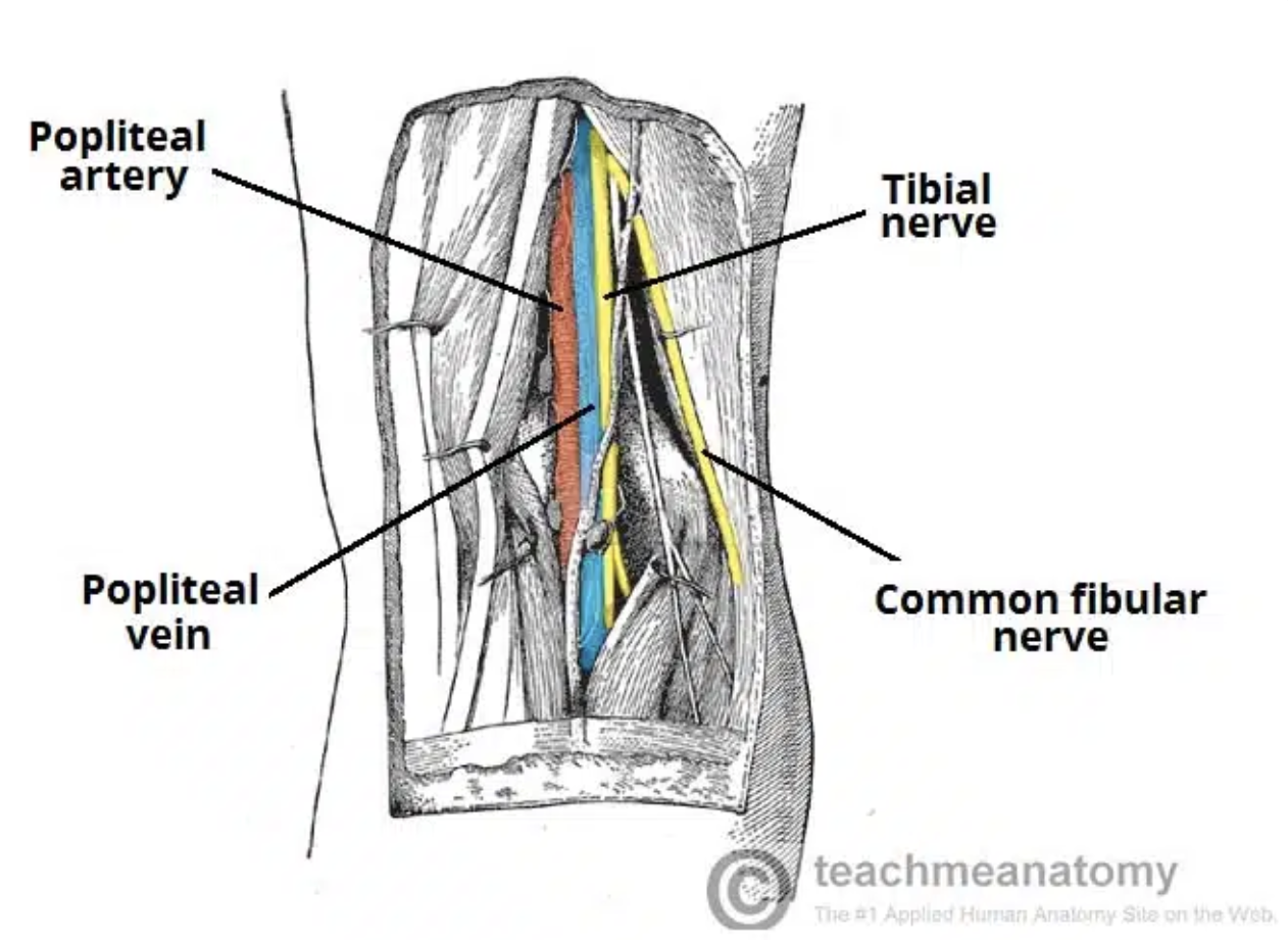 <p>Popliteal Fossa</p>
