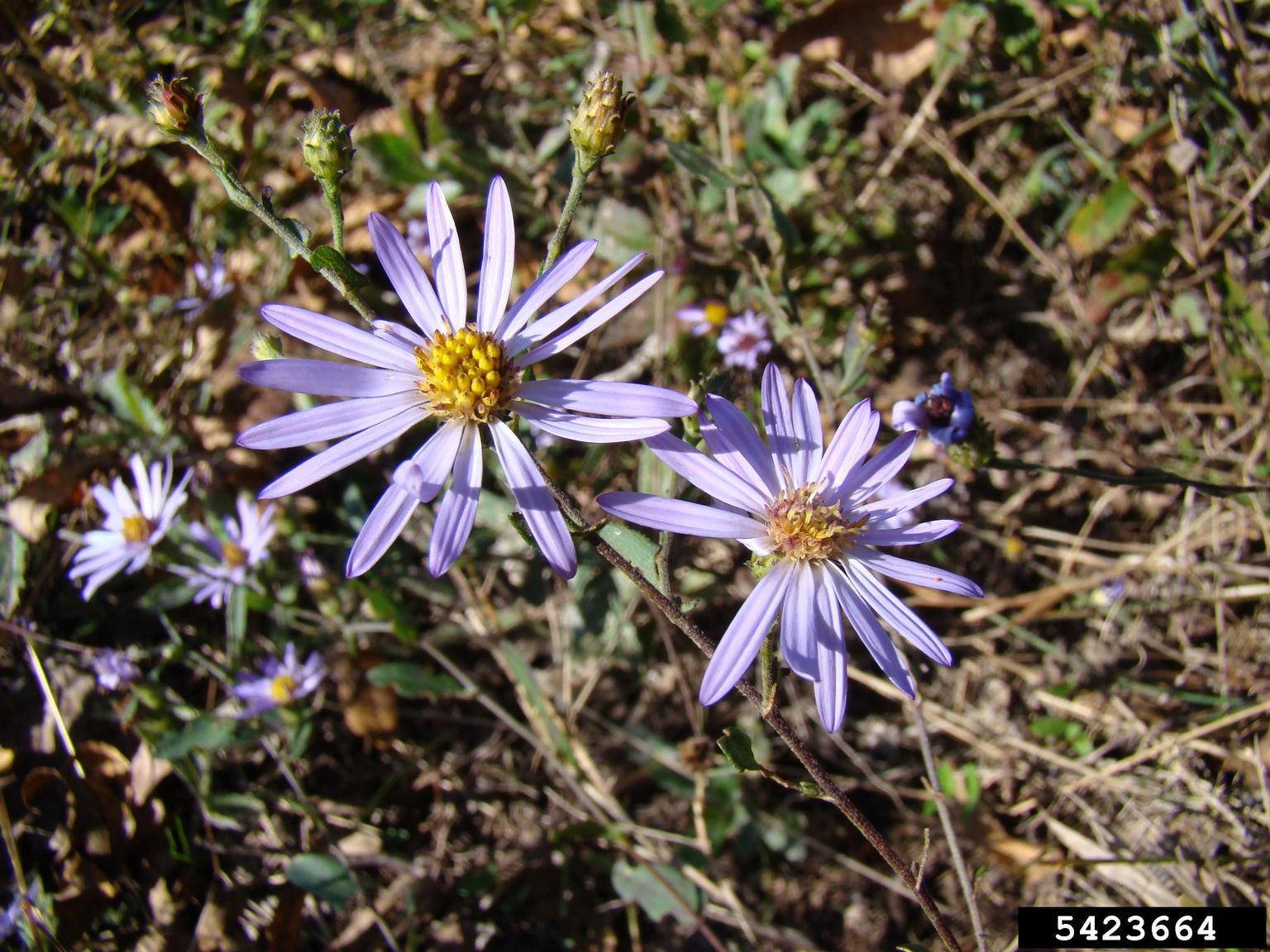 <p>aster</p>