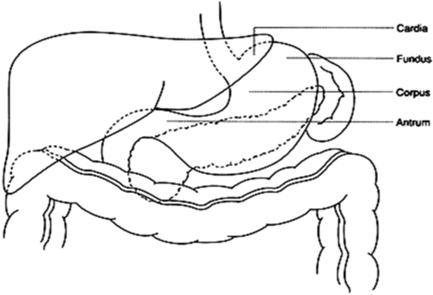 <p>cardia</p>