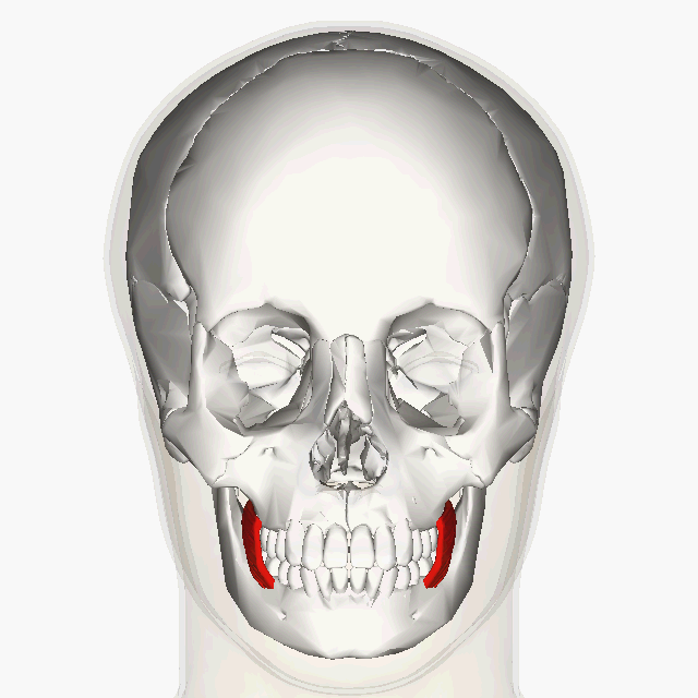 <p>Inner cheek; </p><p>horizontal muscle </p><p>“Bucc = blow a trumpet”</p>