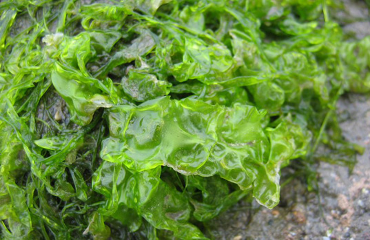 <p>grass green</p>