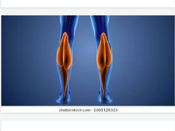 <p>lower body</p>