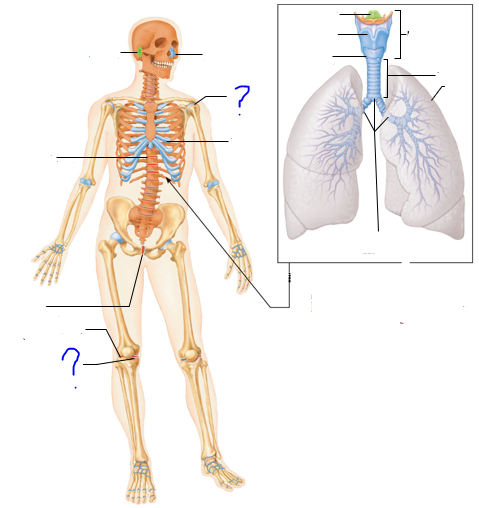 <p>(?)</p>