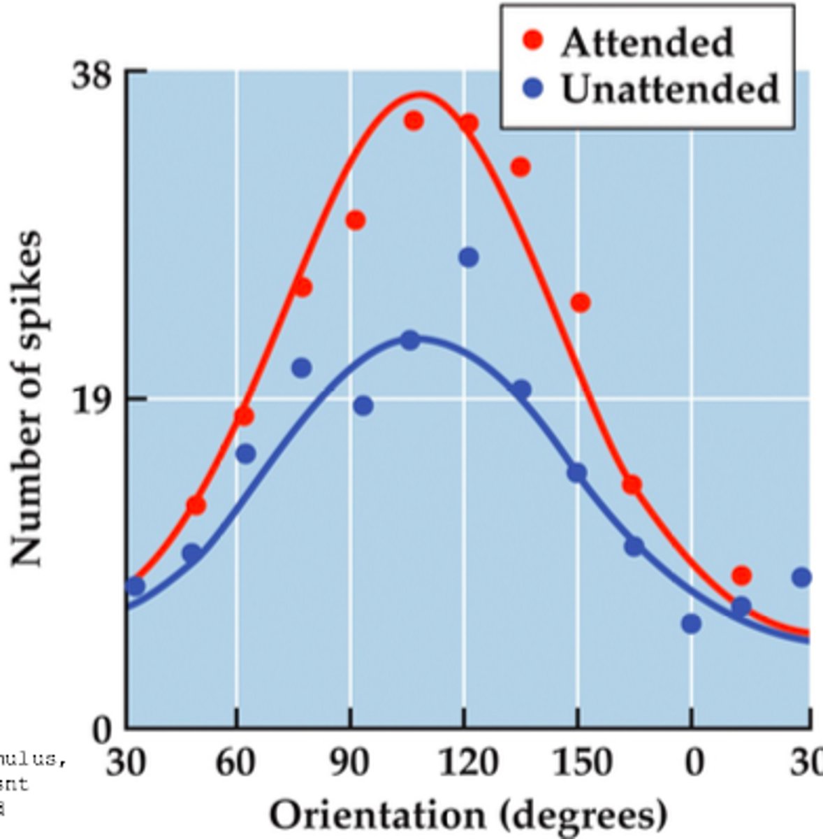 <p>attention causes GAIN (mulitlicative scaling), but no change in feature selectivity.</p><p>-- neuron firs more in response to attended stimulus, but fired about the same when the stimulus isnt there. The difference between the non-preferred and preferred is greater when there is attention than to when that stimulus is unattended.</p>