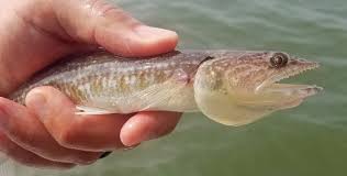 <p>small long fish with lizard face</p>