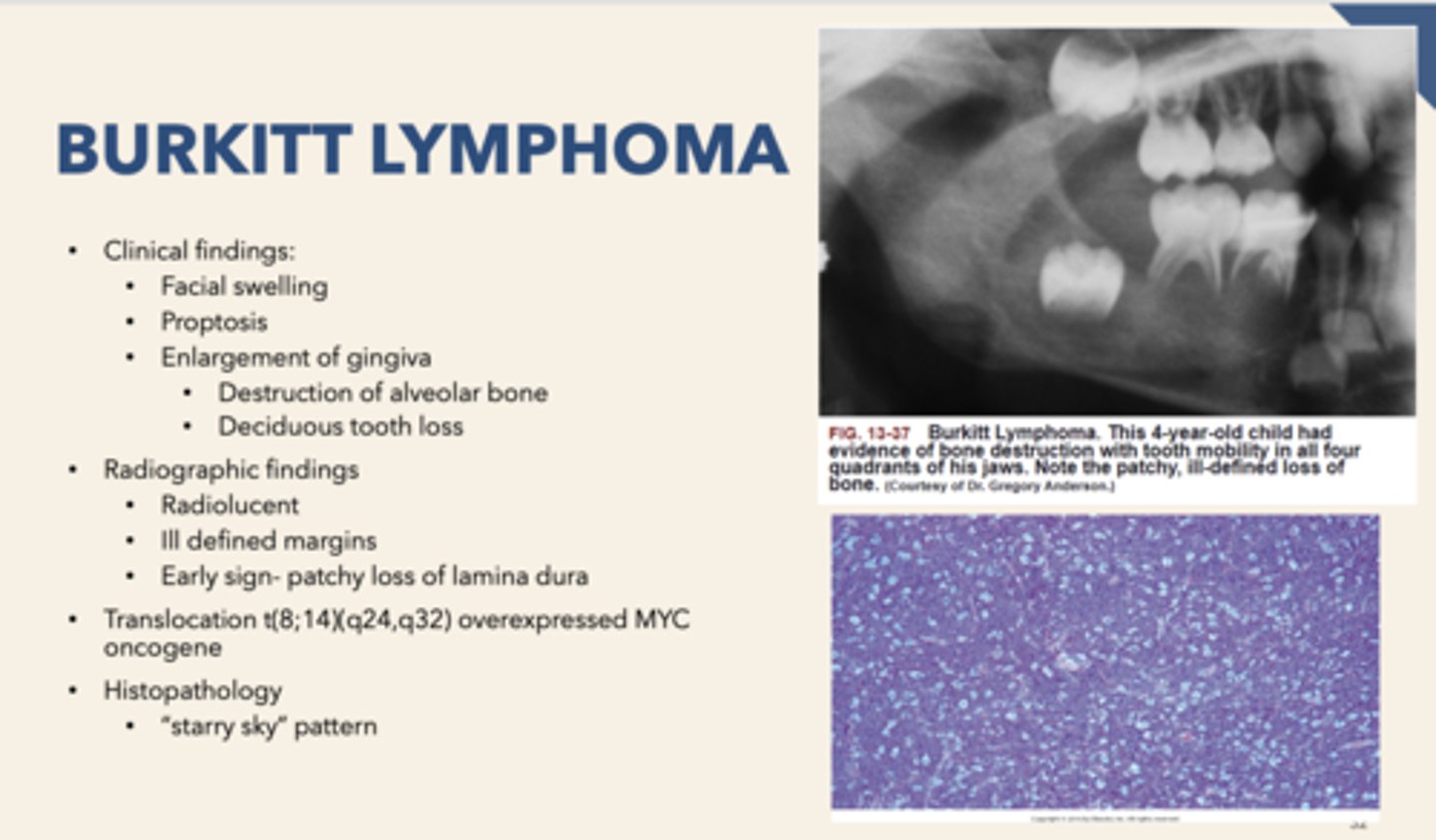 <p>lymphocytes</p>