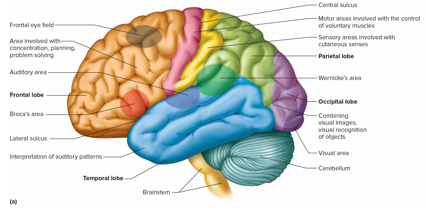 <p>Frontal eye field</p>