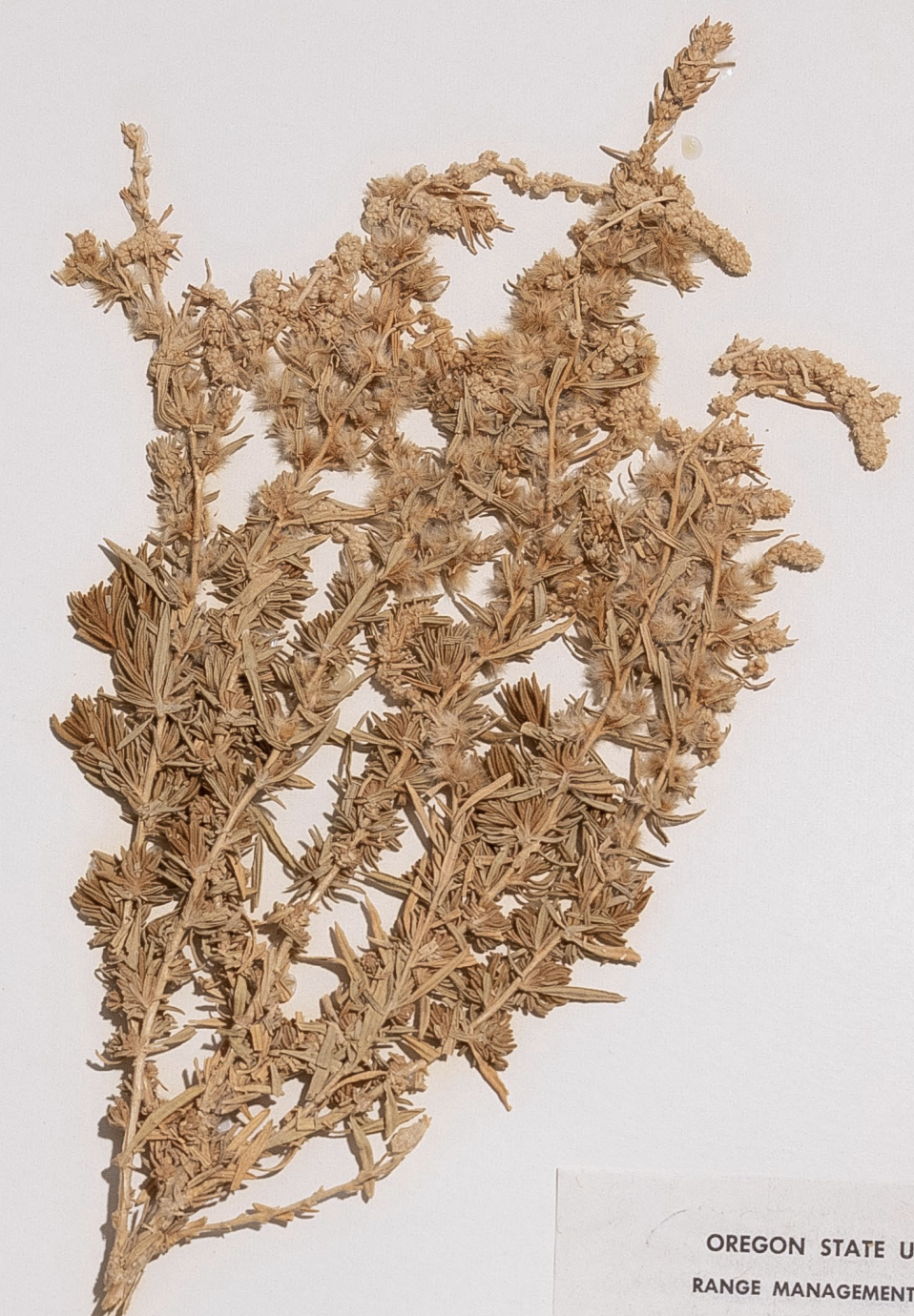 <p>What is this plant’s scientific name?</p>