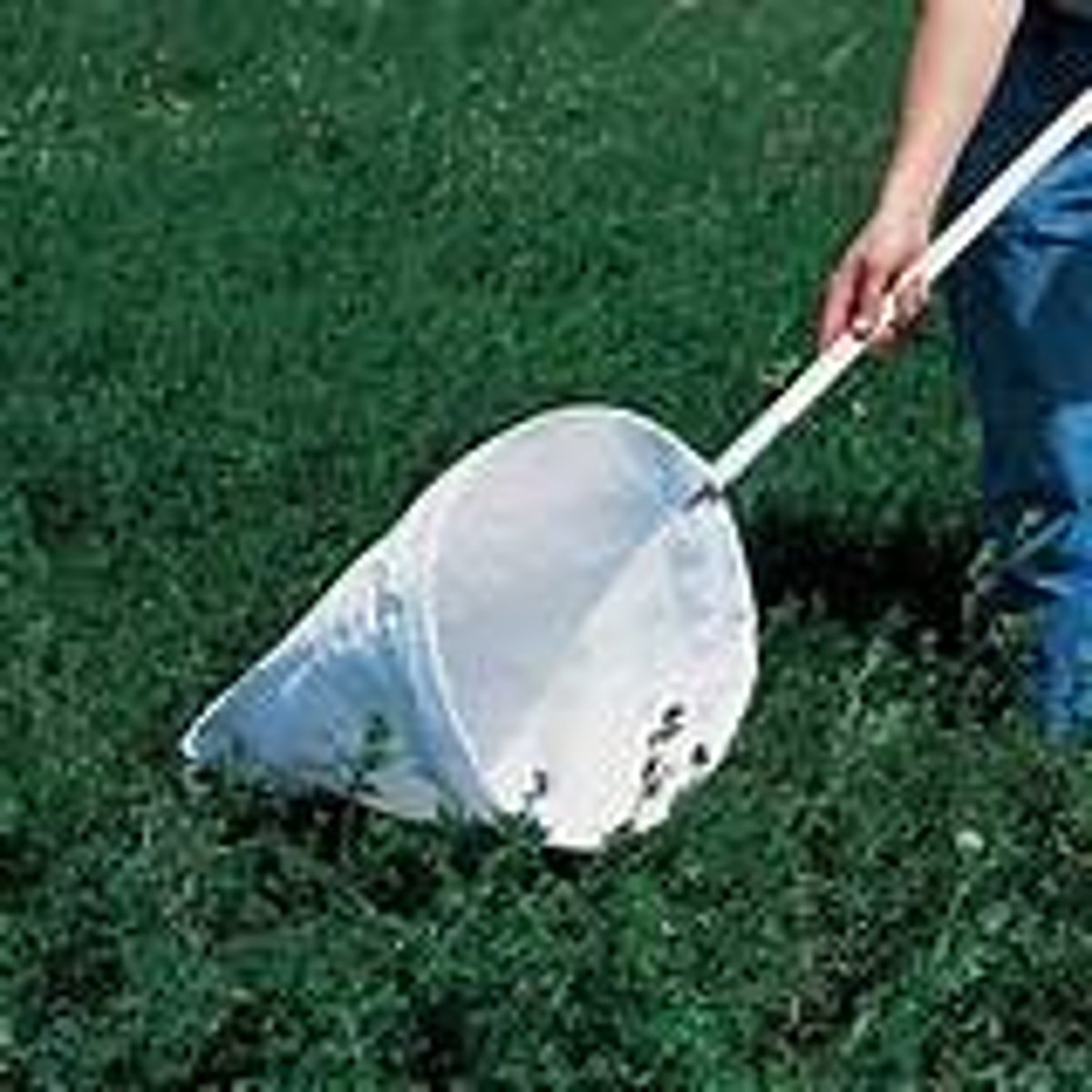 <p>A net mounted on a stick swept through the air or long grass to collect insects, used for low flying insects or insects on grasses (e.g. butterflies, grasshoppers)</p>