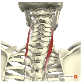 <p>Pars cervicales</p><ul><li><p><strong>Proximaal: </strong><span>proc. transversus T1-T5</span></p></li></ul><ul><li><p><strong>Distaal: </strong><span>tuberculum posterius C2-C6</span></p></li></ul><p></p>