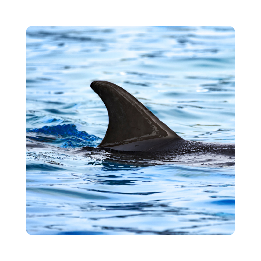<p><span>Fish use their <strong>fins</strong> to swim through the water.</span></p>