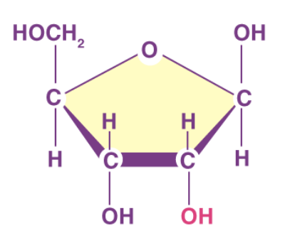 <p>what is this cyclic structures name? </p>