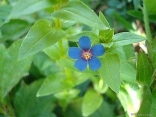 <p>drchnička rolní</p><p></p><p>Primulaceae</p>