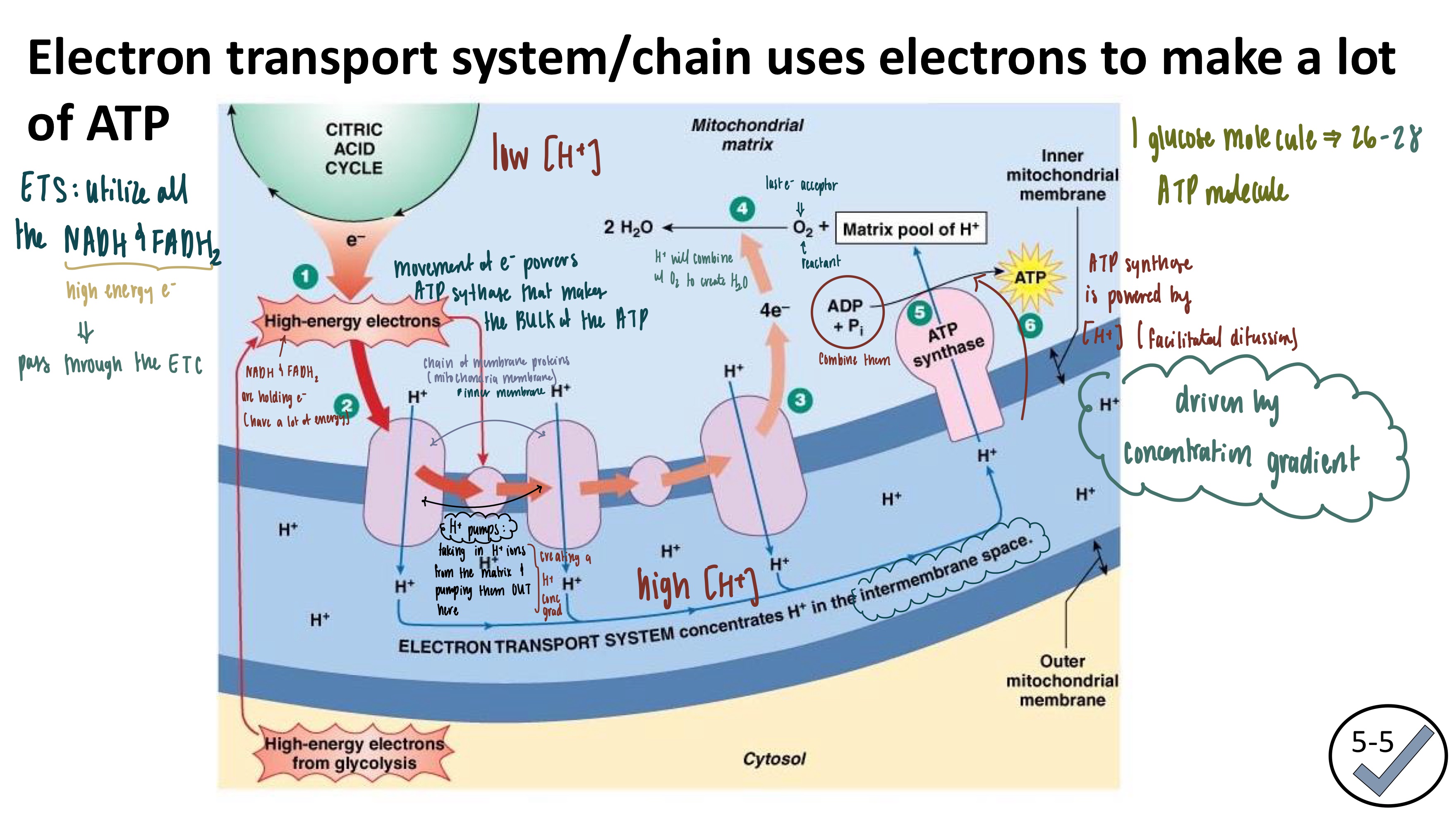 <ul><li><p><strong>NADH &amp; FADH<sub>2</sub></strong>: electron carriers</p></li><li><p>Electrons and H+ are dumped into the electron transport chain proteins → H<sub>+ </sub>gradient is created → H+ facilitated diffusion powers ATP Synthase to create ATP</p></li><li><p>H+ gradient powers ATP Synthase</p></li></ul><img src="https://knowt-user-attachments.s3.amazonaws.com/ffddbc6d-43d6-4029-ad92-77f1a56fc07d.png" data-width="100%" data-align="center" alt=""><p></p>