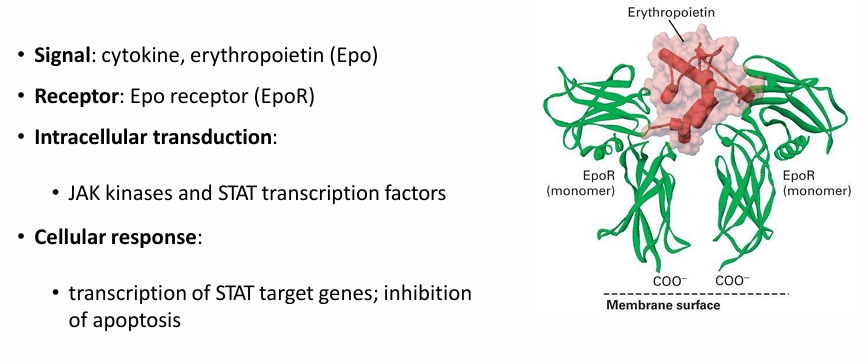<ul><li><p>It’s inactive as a monomeric single-pass transmembrane protein</p></li><li><p>When Epo is available, its signal interacts with 2 EpoR receptors&nbsp;</p></li><li><p>This initiates dimerization</p></li></ul><p></p>