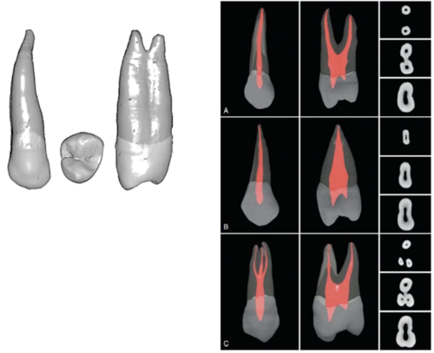<p>2 (1 buccal, 1 lingual)</p>