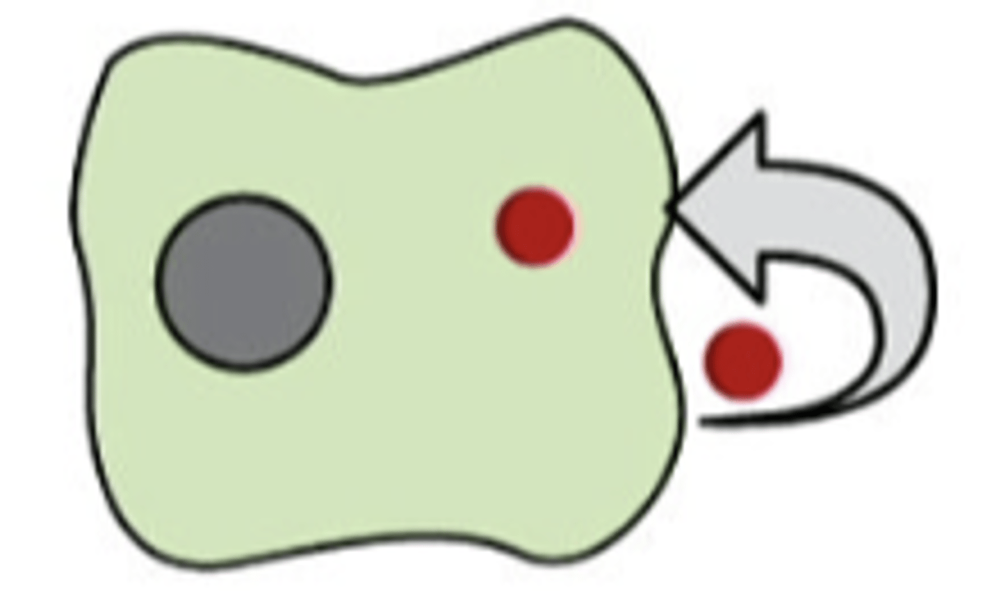 <p>cell targets itself</p>