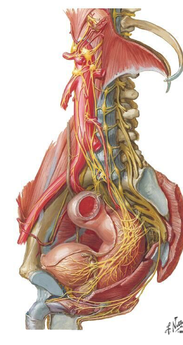 <p>Angiv innervation af vesica urinaria</p>