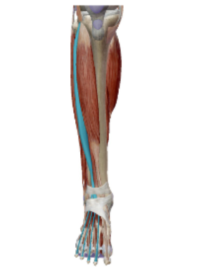 <p><span><span>M. Extensor Digitorum Longus</span></span></p>