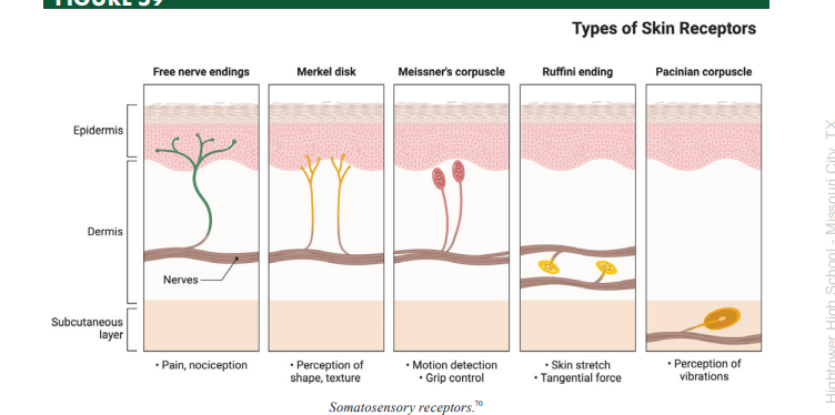 <p>Meissner’s Corpuscles</p>