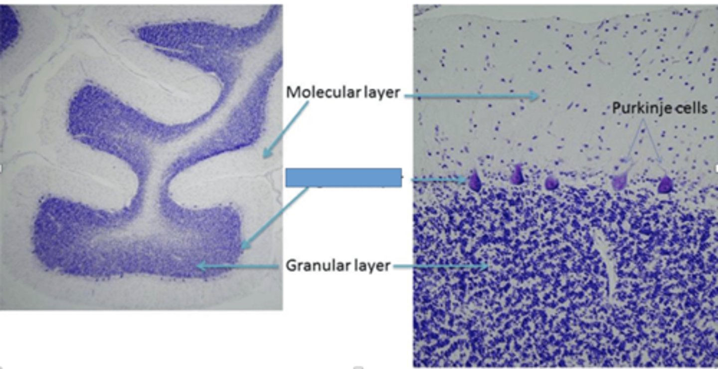 <p>Identify the layer of the cerebellum</p>