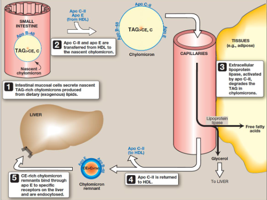 <p>What is the process shown in the image</p>