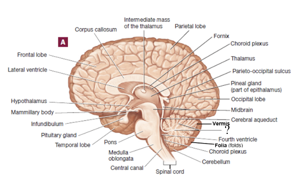 <p>translates to “tree of life” and is white matter of the cerebellum</p>