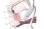 <p>Label the regions of reproductive system below: (A E). To receive full credit you must name specific regions.</p>
