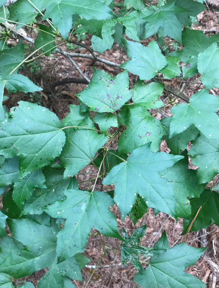 <p>What is the wildlife value(s) of this plant species?</p><p>provides fruiting bodies for American Black Bears</p><p>very little wildlife value other than some seeds for wild turkey (WITU) and tree nesting sites for some songbirds</p><p>One of the best tree species for wildlife </p><p>Only contributes concealment for ground-nesting songbirds</p>