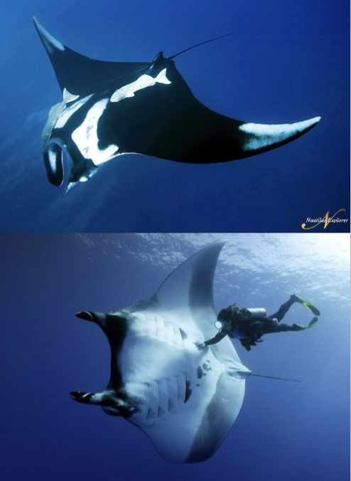 <p>It’s the atlantic manta!</p><p>Disc twice as broad as long, cephalic fins large, widely set, forward directed and horn like, mouth terminal, teeth only in lower jaw</p><p>• Habitat: Offshore deep water, pelagic, may leap out of water or bask at surface</p><p>• Behavior: solitary, may forms schools, may visit cleaning stations</p><p>• Diet: filter feeder; plankton</p><p>• Reproduction: ovoviviparous, pup hatches internally and receives milky secretion from mother before birth, 1-2 brood size</p><p>• IUCN Status: Endangered</p><p></p>