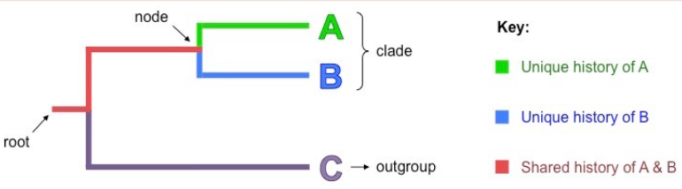 <p>A common ancestor shared by the 2+ lineages that branch off of it in a cladogram, represents speciation occuring</p>