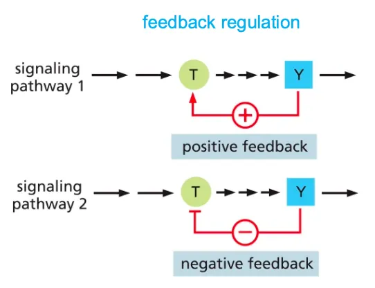 <ul><li><p><strong><em>Feedback Regulation</em></strong> is a means of control in a cell and it can either boost or weaken the response of a signal in a cell.</p></li><li><p>Positive feedback will enhance the response to initiate a signal and negative feedback will inhibit the earlier component to avoid further response.</p></li></ul><p></p>