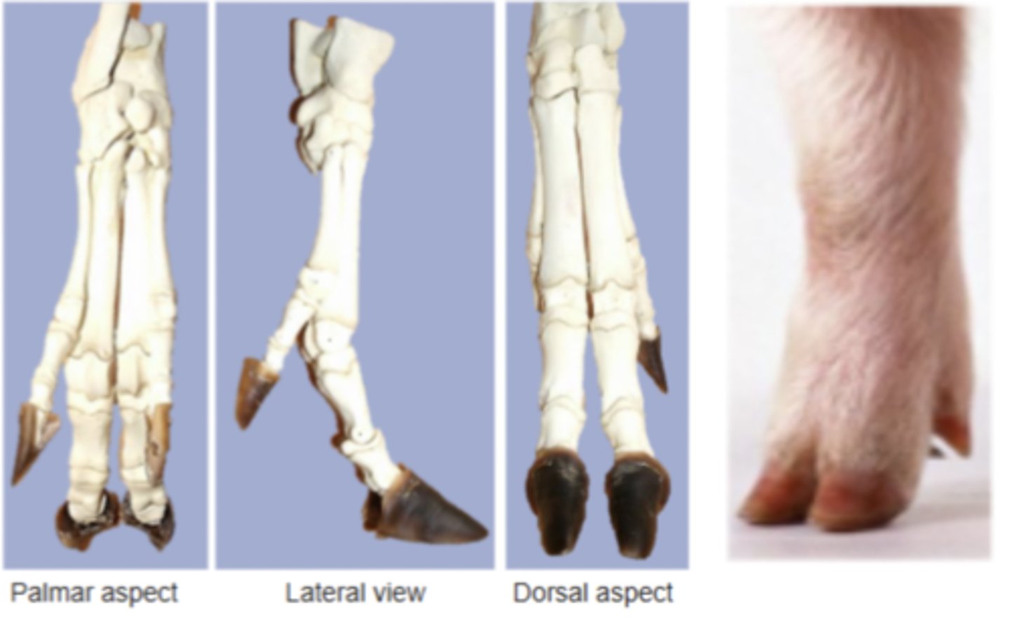 <p>Distal forelimb used for support or manipulation — Hand—includes wrist, palm, and digits</p>