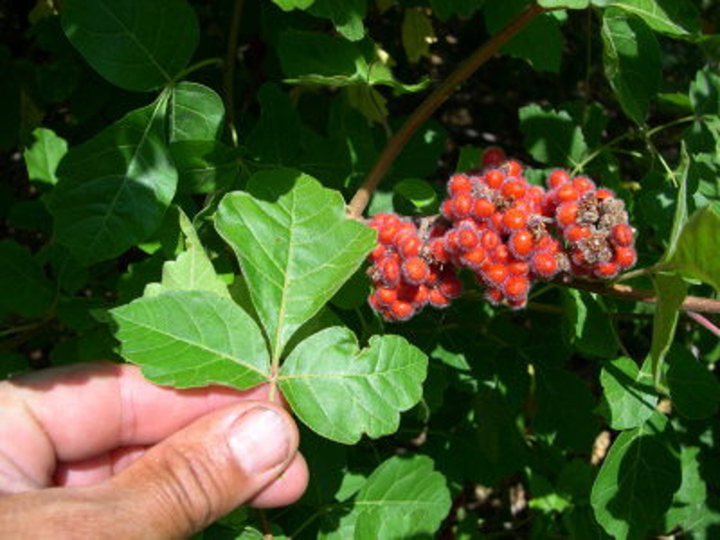 <p>Anacardiaceae Rhus aromatica</p>