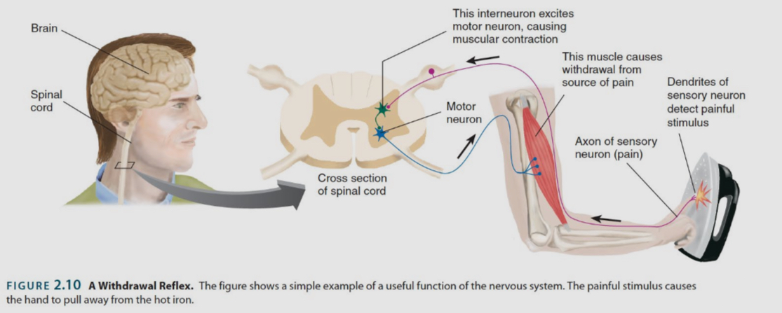 <ul><li><p>A sensory neuron spikes and the message travels down its axon to the spinal cord</p></li><li><p>it releases a neurotransmitter onto an interneuron, causing the cell to depolarize and spike</p></li><li><p>The inter neuron relaxes neurotransmitter into a motor neuron, causing it to depolarize and spike</p></li><li><p>The motor neuron releases neurotransmitter onto a muscle finer, causing it to contract (withdrawal reflex)</p></li></ul><p></p>