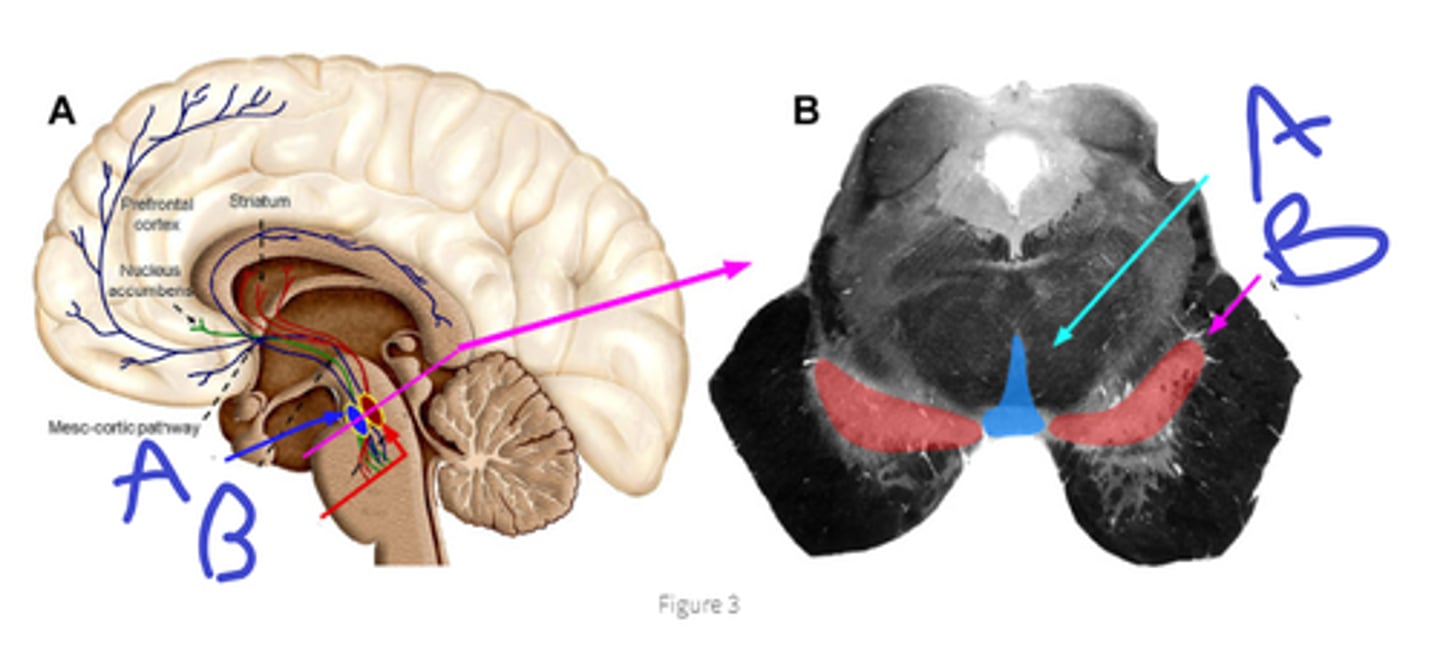 <p>A</p><p>B</p><p>notice where axons terminate</p>