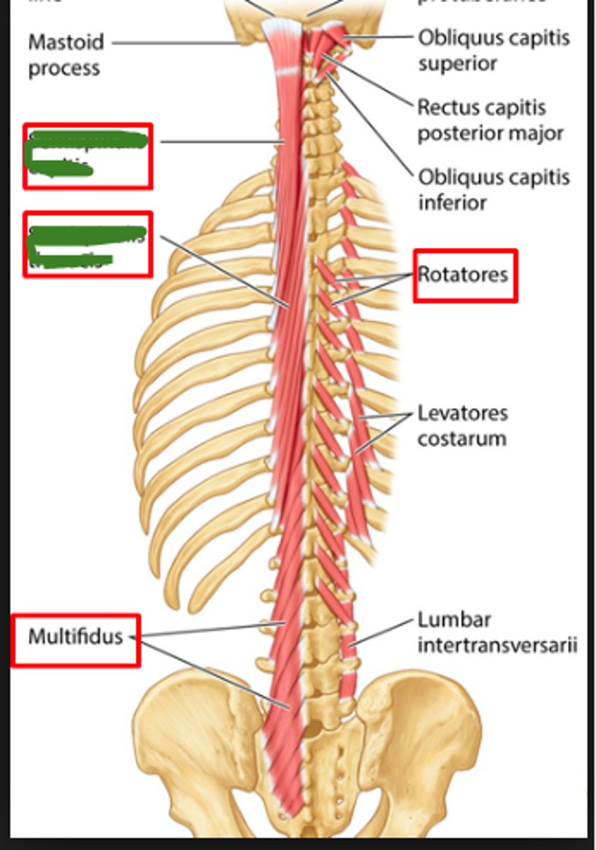 <p>composed of:</p><p>semispinalis thoracis M</p><p>semispinalis cervicis M</p><p>semispinalis capitis M</p>